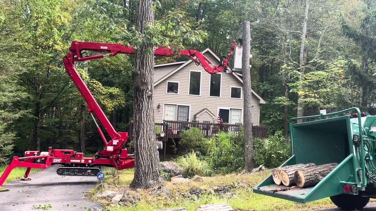 Removing several trees by power lines with CMC 83hd spider lift. 