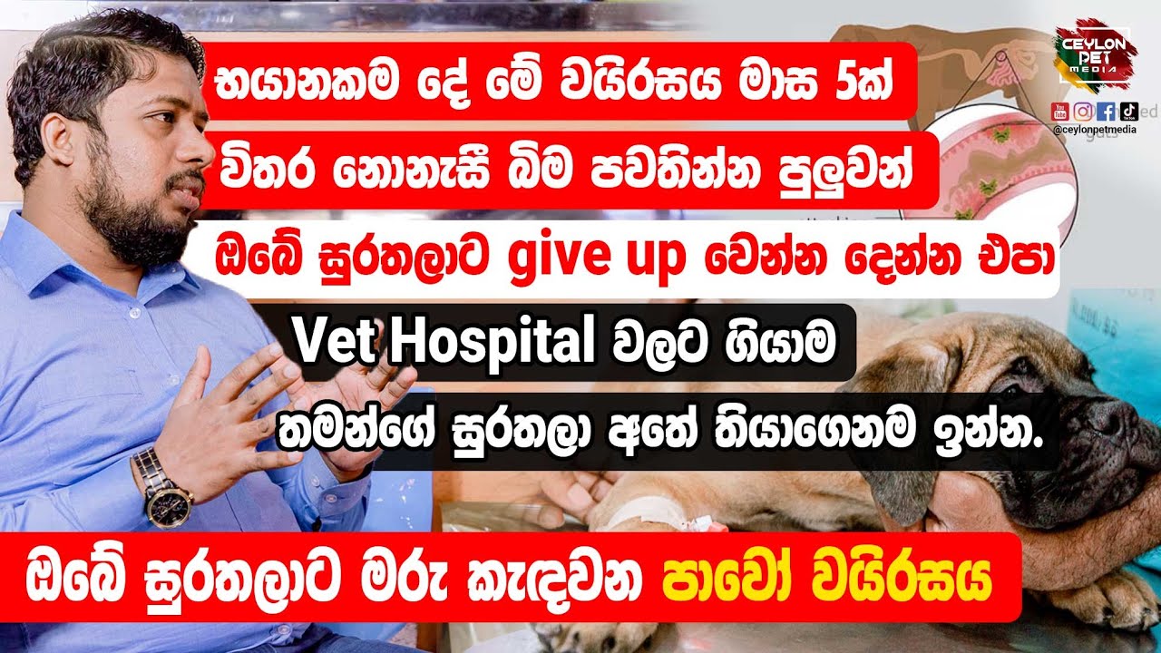 ඔබේ සුරතලාට 😱😨 මරු කැඳවන පාවෝ වයිරසය - Canine parvo virus - Dr Lasantha Ranasinhe