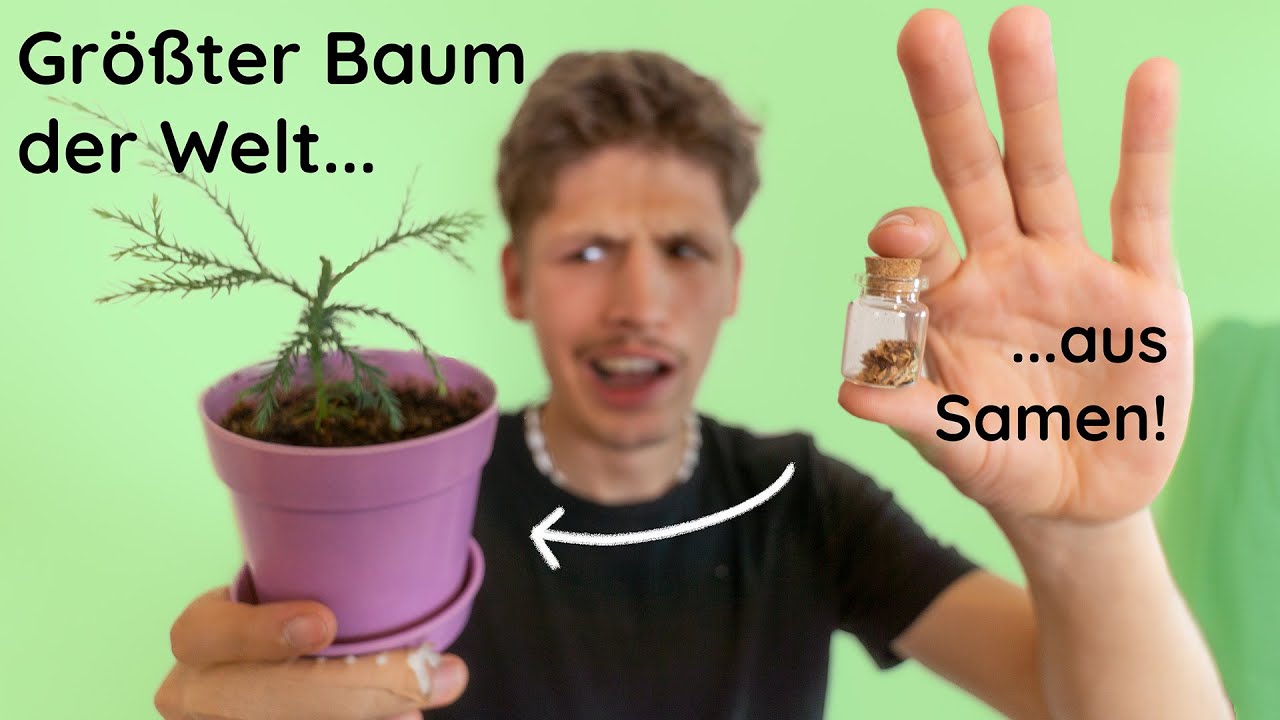 Mammutbaum aus Samen ziehen - Tipps zu Samen, Standort, Substrat, Gießen und Topf