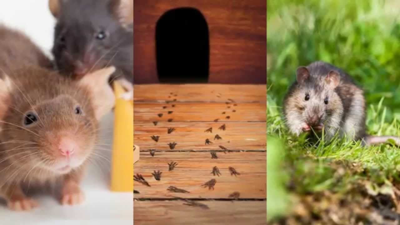 Termite Control Hurst TX 76053 Rodent Control