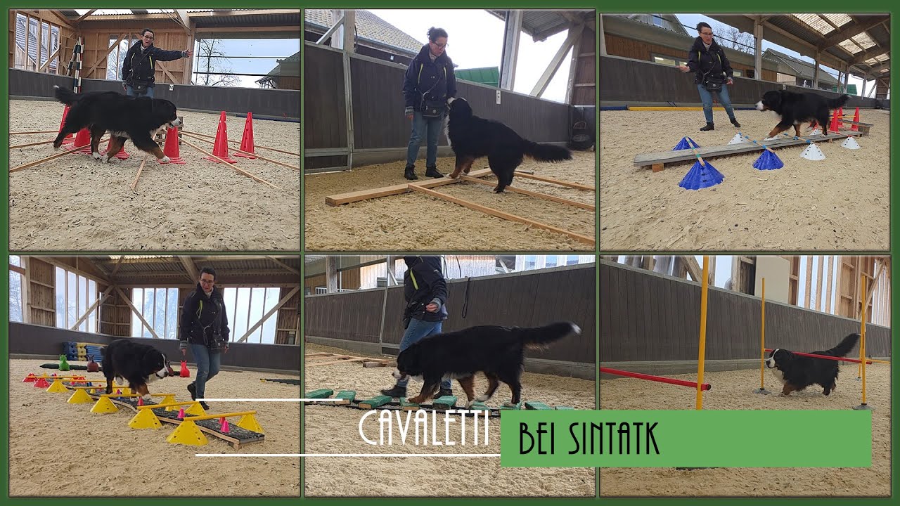 Cavaletti-Training bei Sintakt