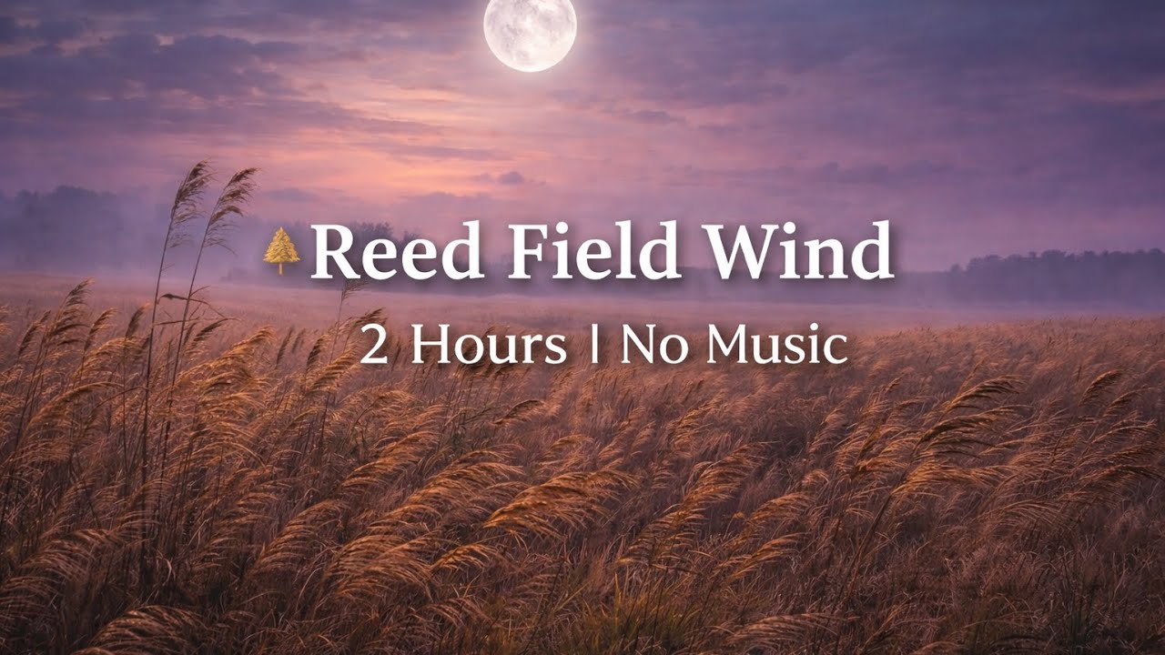 Reed Field Wind 🌾 | 2 Hours Calm Night Breeze | No Music | 갈대밭 바람소리 2시간 수면용