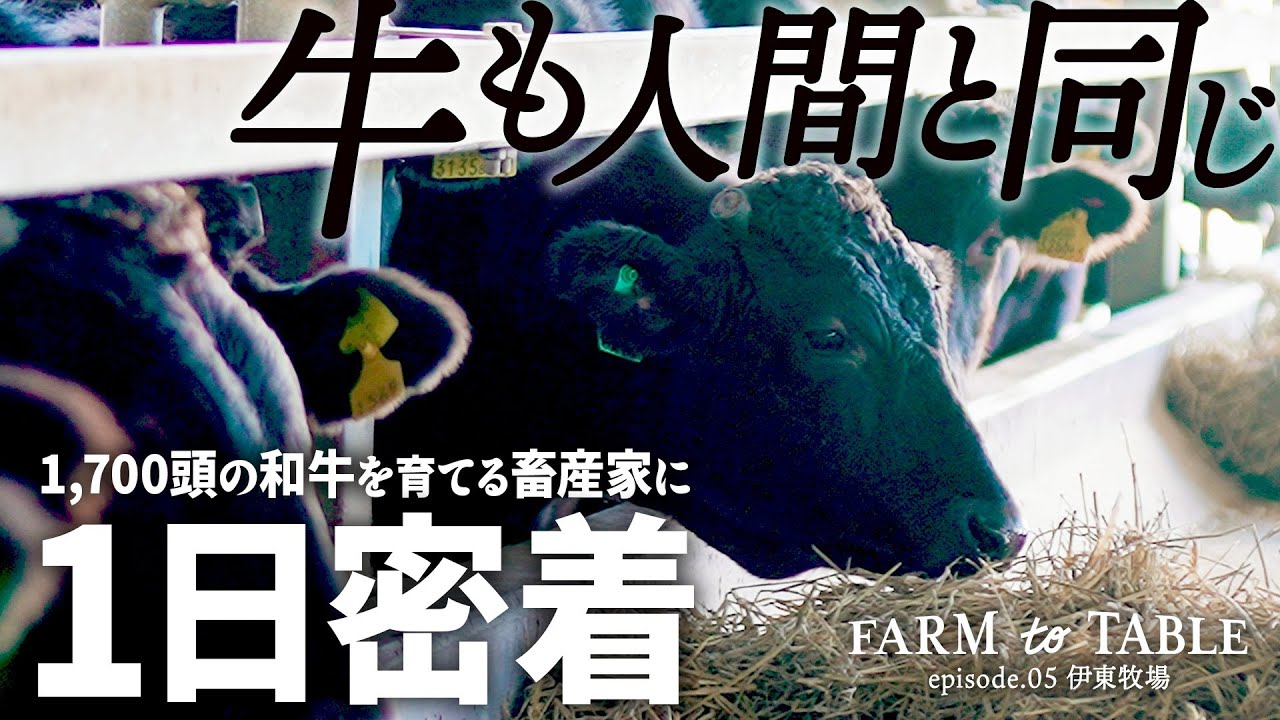 【密着】本物の和牛をロジカルに！？「健康＝美味しい」牛に向き合い続ける畜産農家の1日とは？