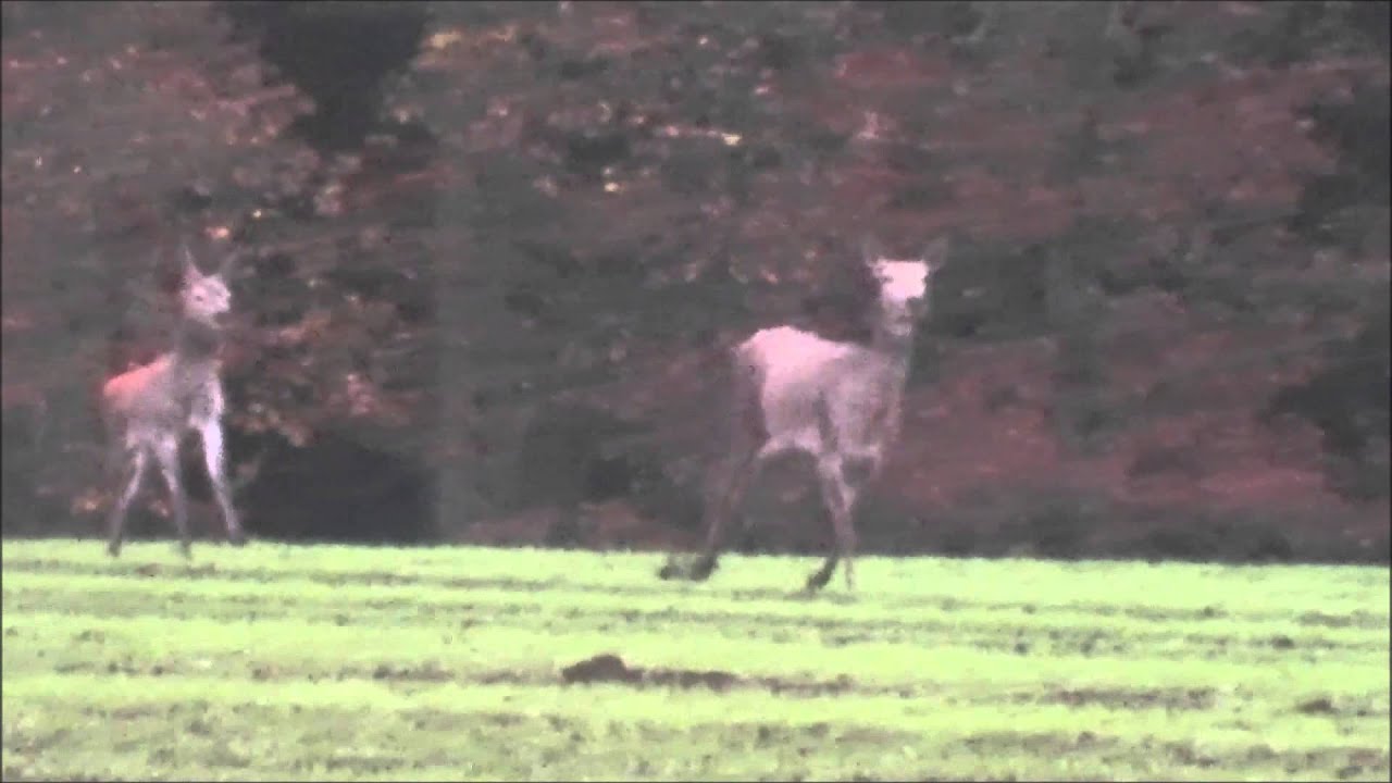 Doublette Rotwildkalb und Alttier .