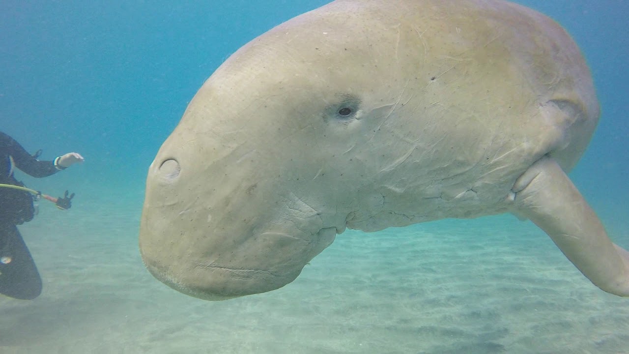 Ägypten 2018 Dugong beim Spielen in Marsa Alam
