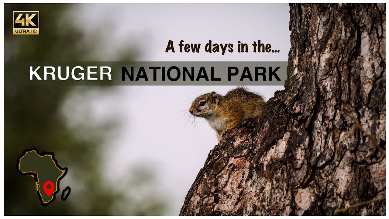 We spend a few nights in the Kruger National Park | Ep. 1