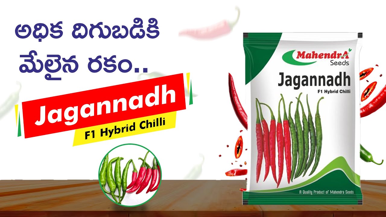 JAGANNADH F1 Hybrid Chilli | Mahendra Seeds