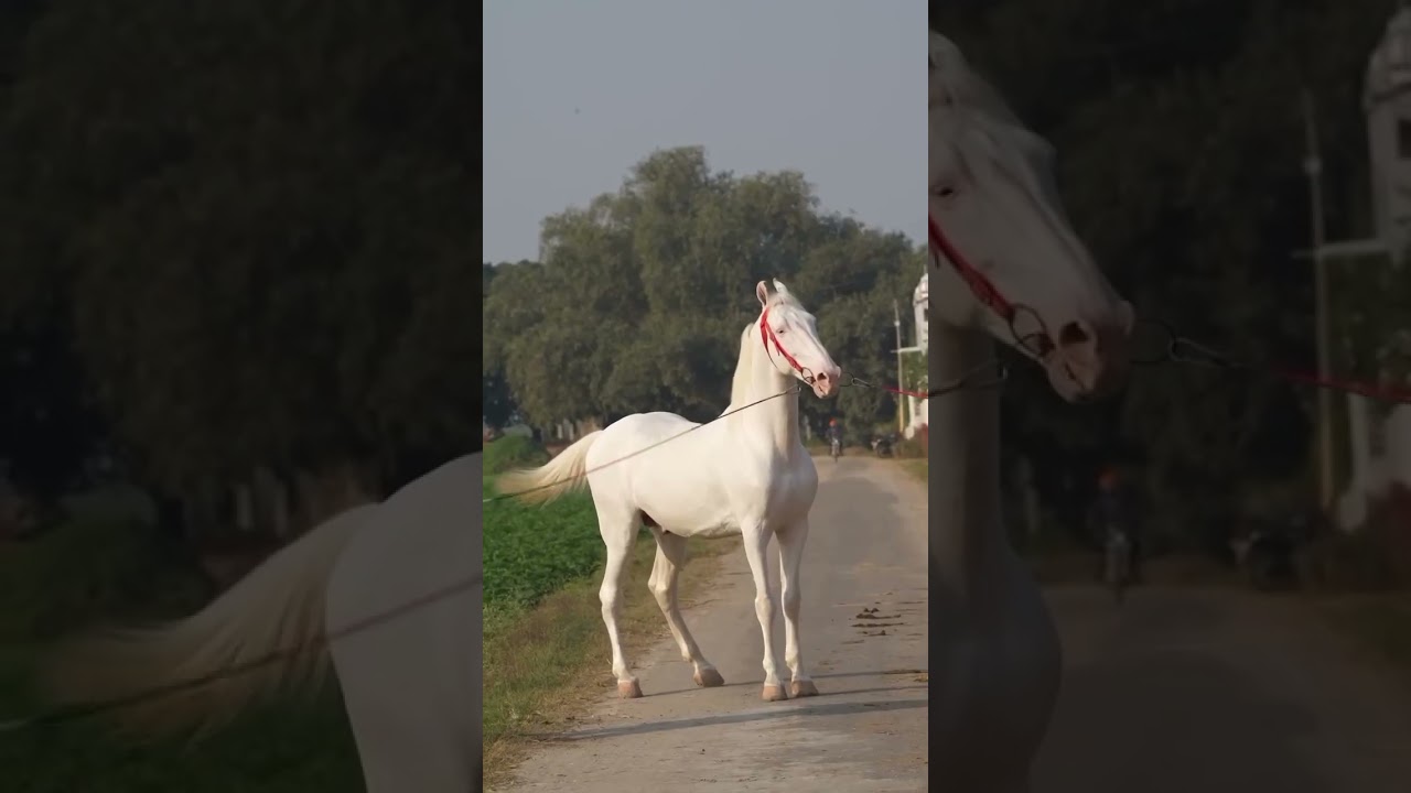 Marwadi nukra horse breed the great horses#shorts #viralvideo #trending #subscribe #yt_shorts #horse