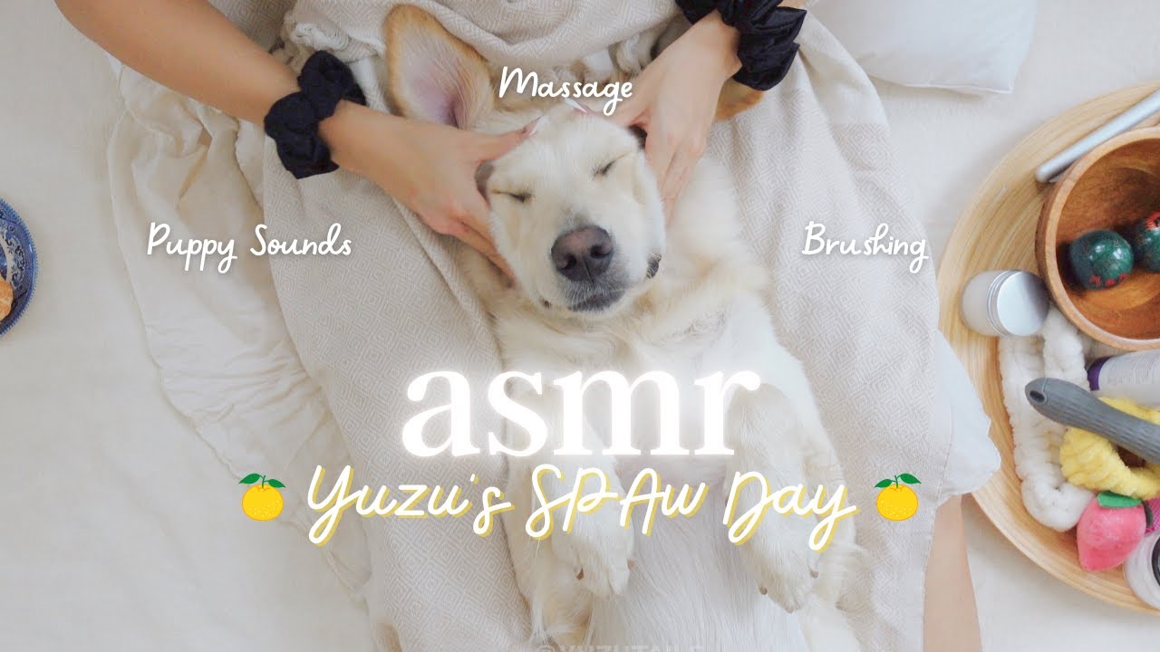 10-Minute ASMR | Golden Retriever Brushing, Massage, Relaxing Sounds | Yuzu's SPAw Day #asmrdog