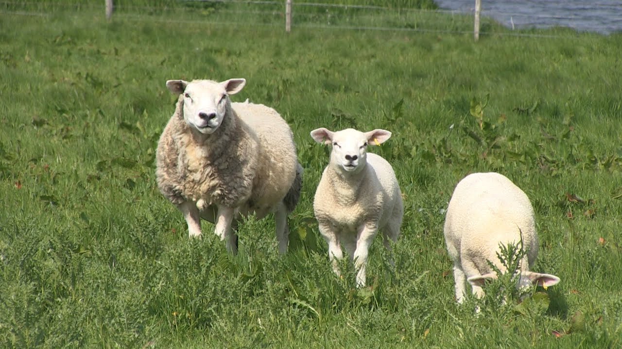 Världsarvsresenären / The World Heritage Traveler: Orkney