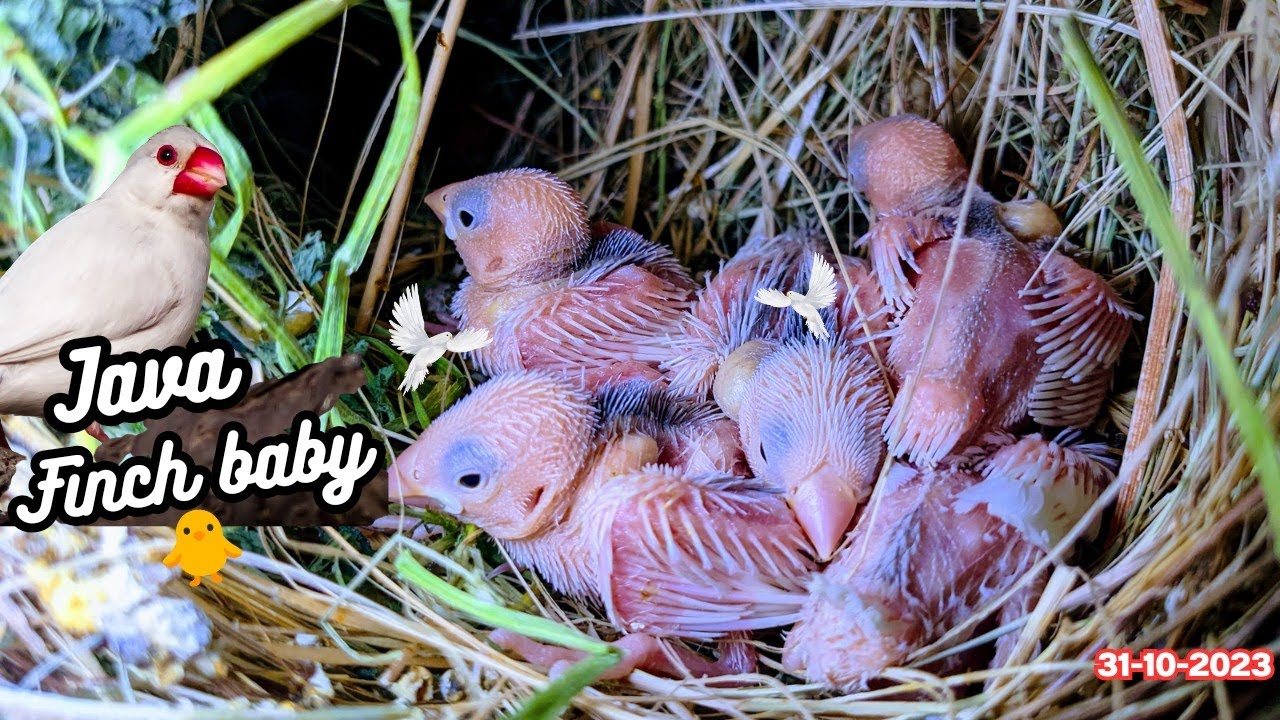 Java Sparrow breeding progress || 2nd Clutch ki eggs lying aa gi Alhmdulilah 🙏