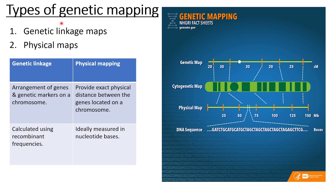 GENETIC MAPPING | LINKAGE MAP | CHROMOSOME MAP | PART-1
