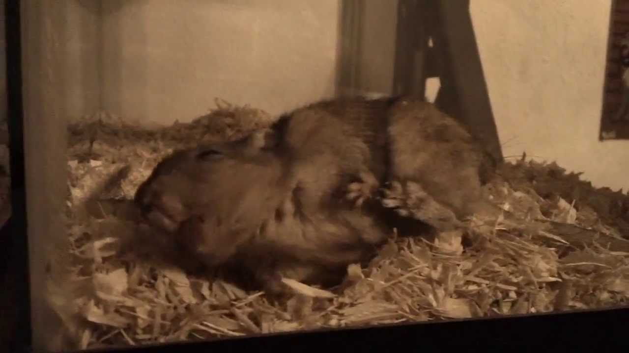 Gerbils