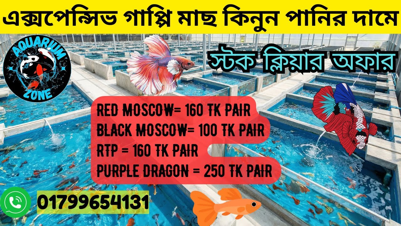 এক্সপেন্সিভ গাপ্পি মাছ কিনুন পানির দামে🐟 Aquarium Fish Price In Bangladesh 2025 🐠Aquarium Fish