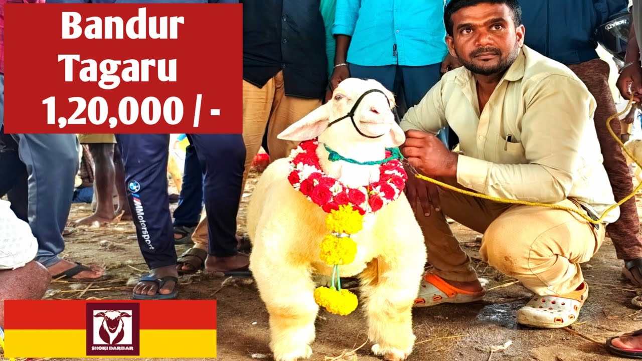 Mysore Kirugavalu Sheep Market AFTER BAKRID  | SHOKI DARBAR  JUNE 2025
