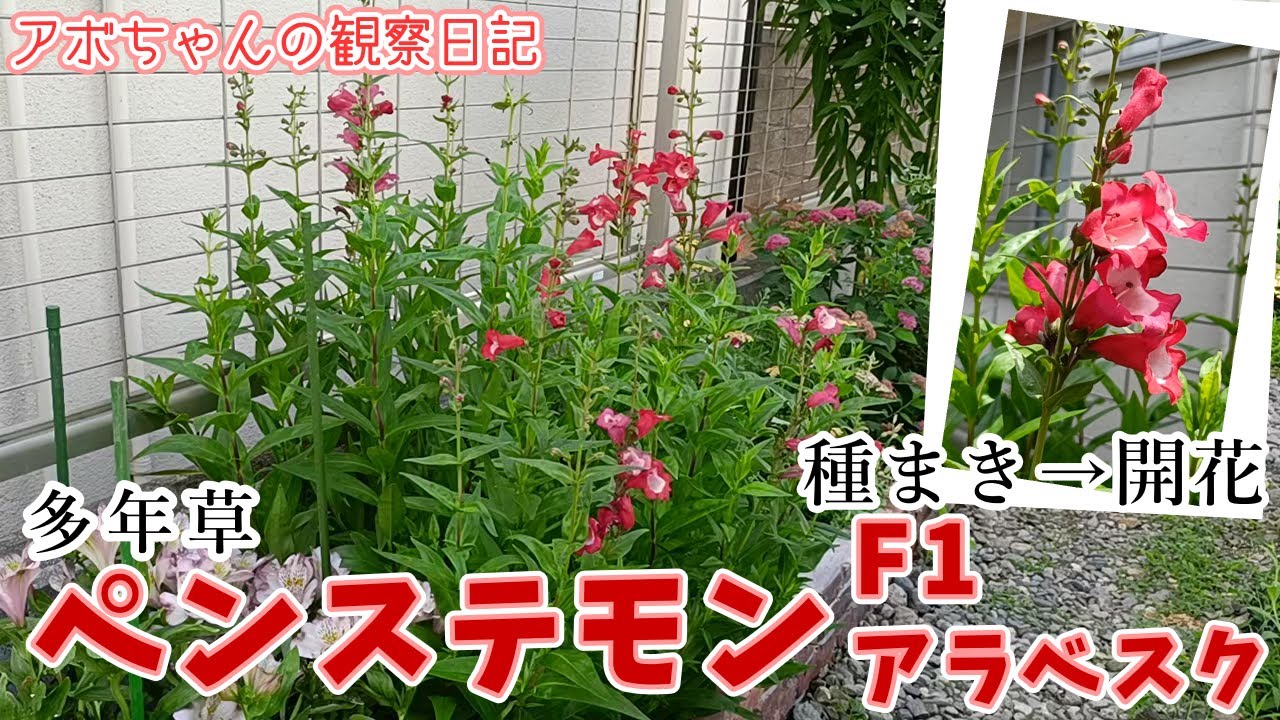 ペンステモンF1アラベスクレッド種まきから開花まで