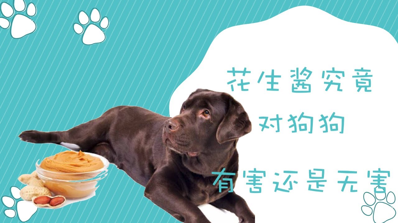 花生酱究竟对狗狗是有害还是无害！