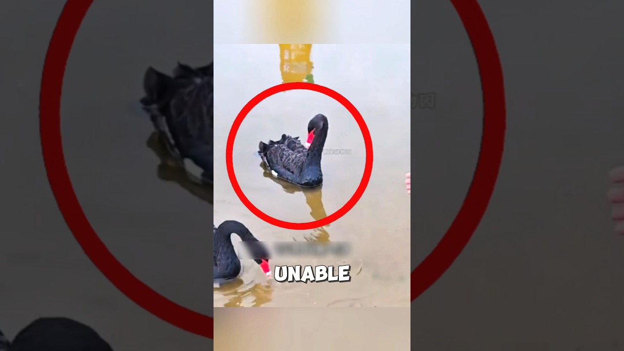 The injured swan saved by a farmer that came back the next day ❤️ #swan