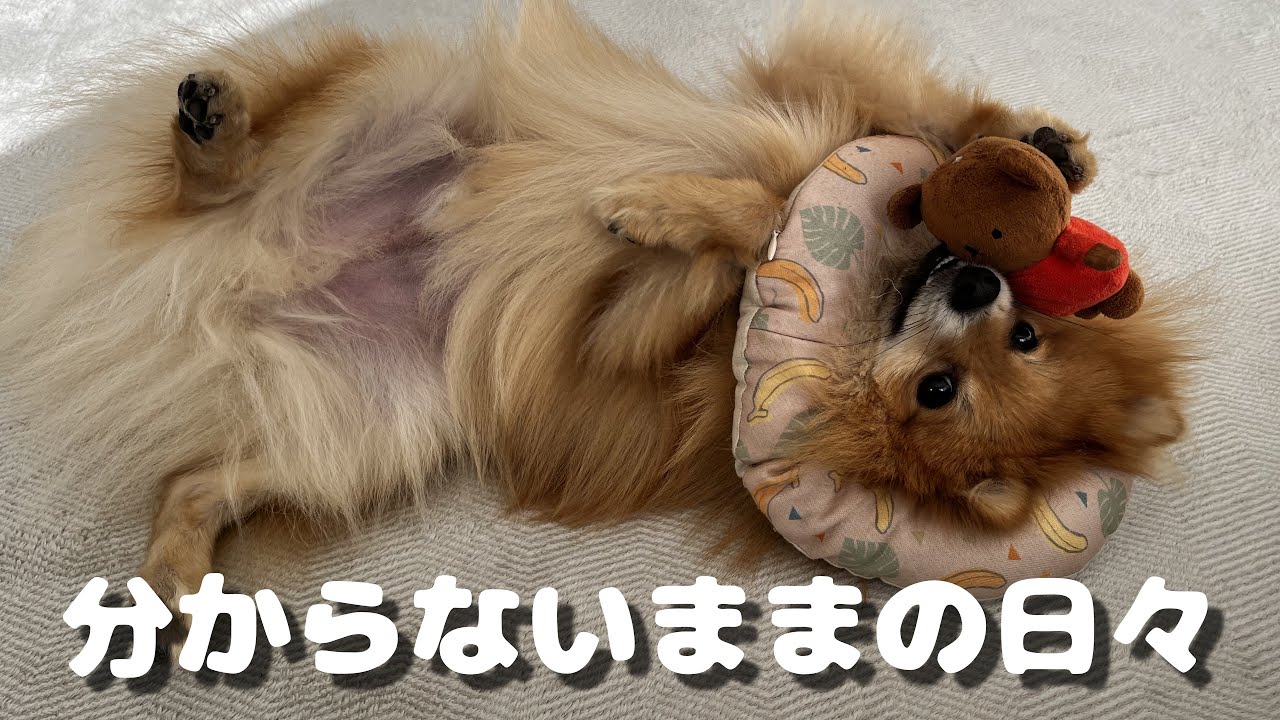 【体験談】むぎのアレルギーと膿皮症の記録｜ポメラニアン
