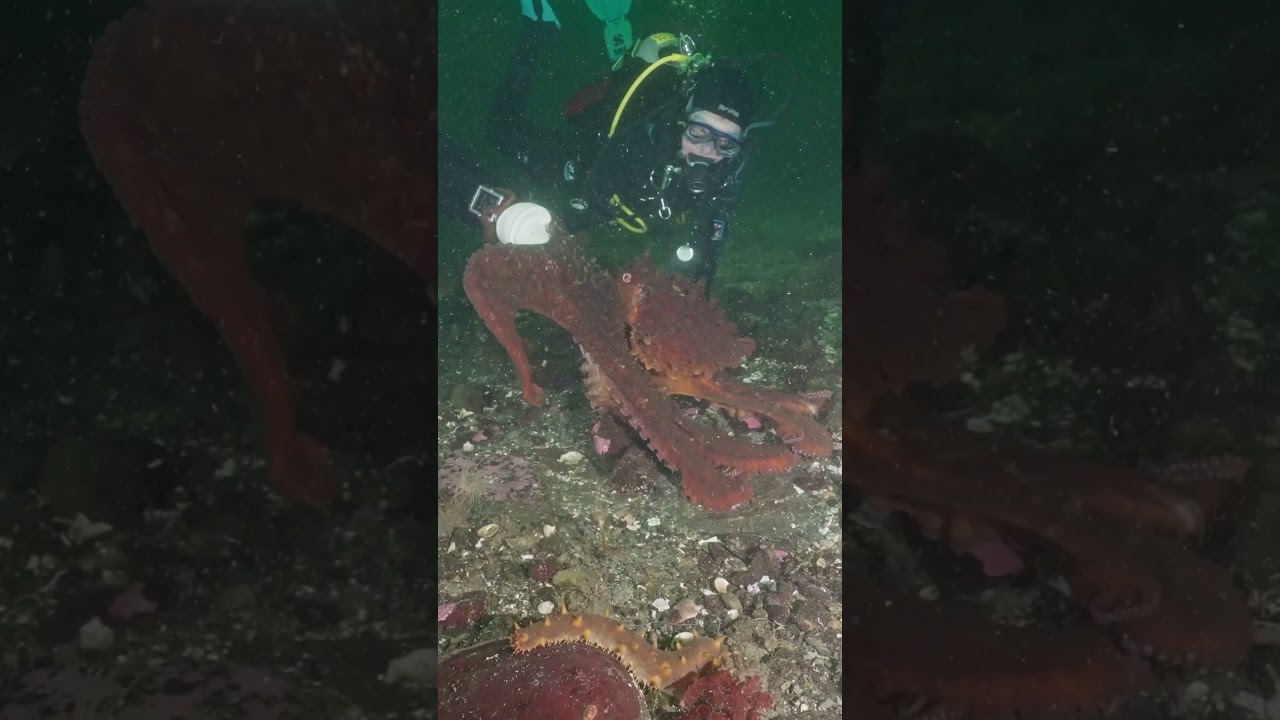 Close Encounter with a Curious Octopus: Diver's Astonishing Moment