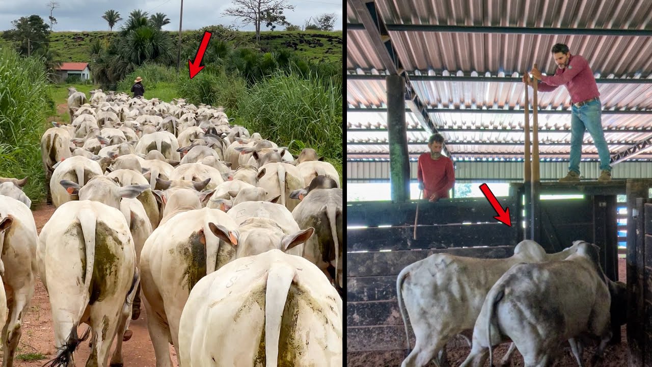 UM DIA DE LIDA NA FAZENDA COM A BOIADA  