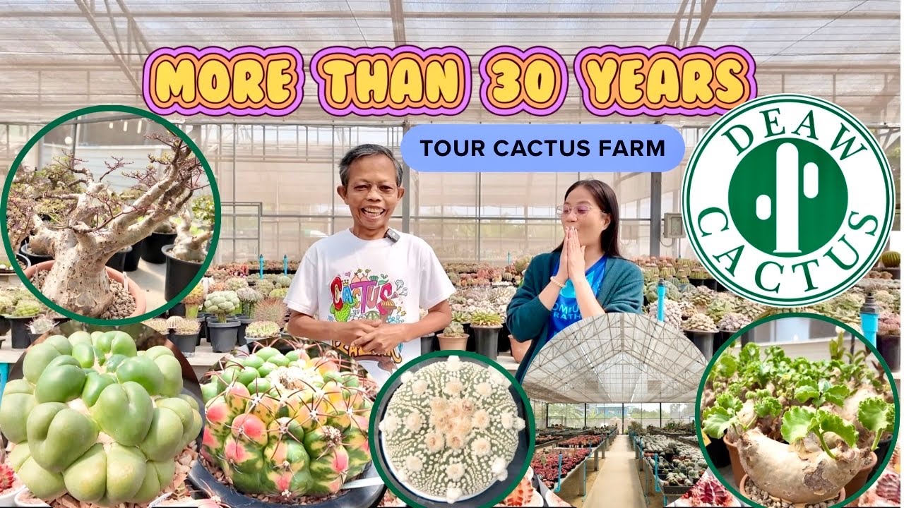 Tour Cactus Farm : Deaw Cactus :🌵😍a lot of beautiful Cactus & Plant for sale| Famous Shop@Thailand