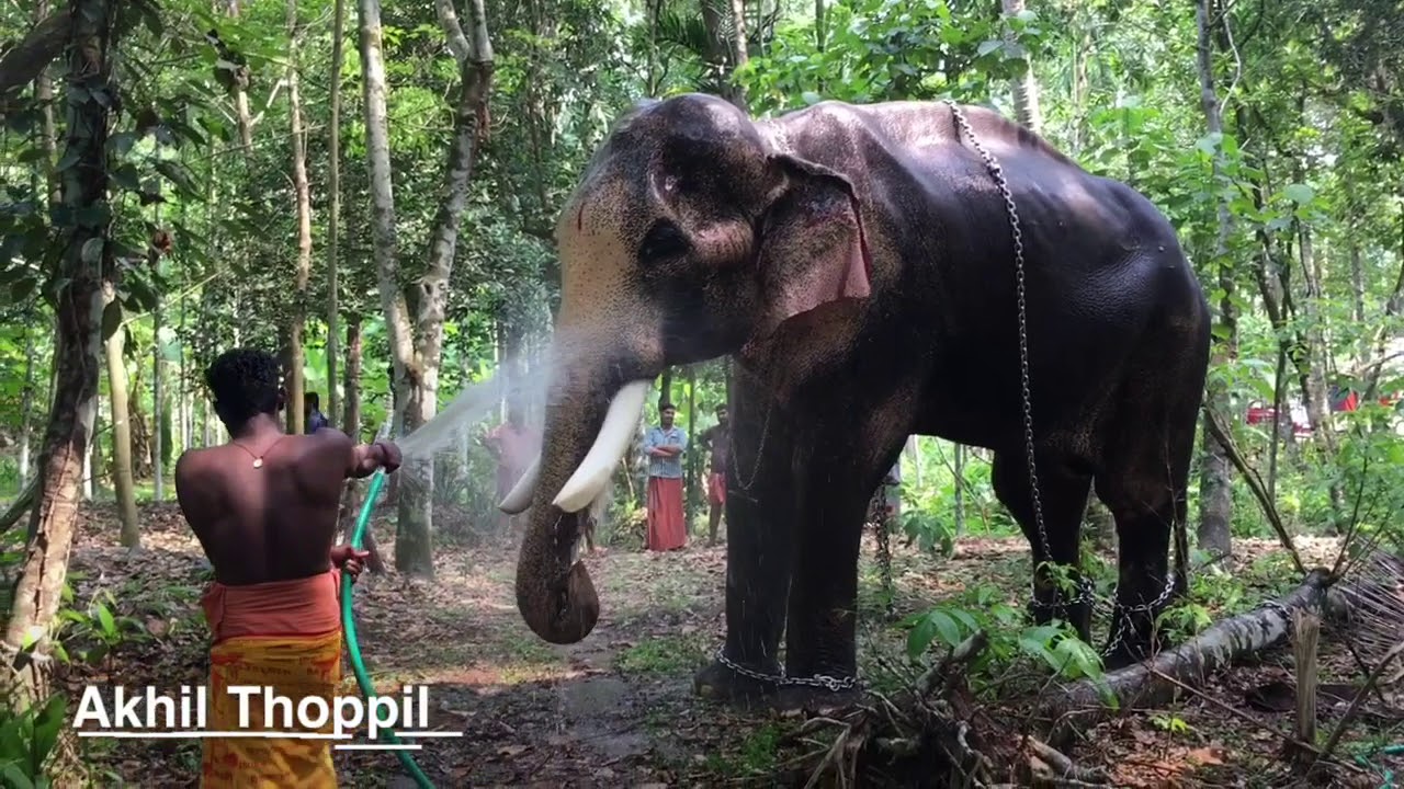 Kerala Elephant Thechikottukavu Ramachandran Bathing @ Kunnamthanam madathil kavu  pooram 2018