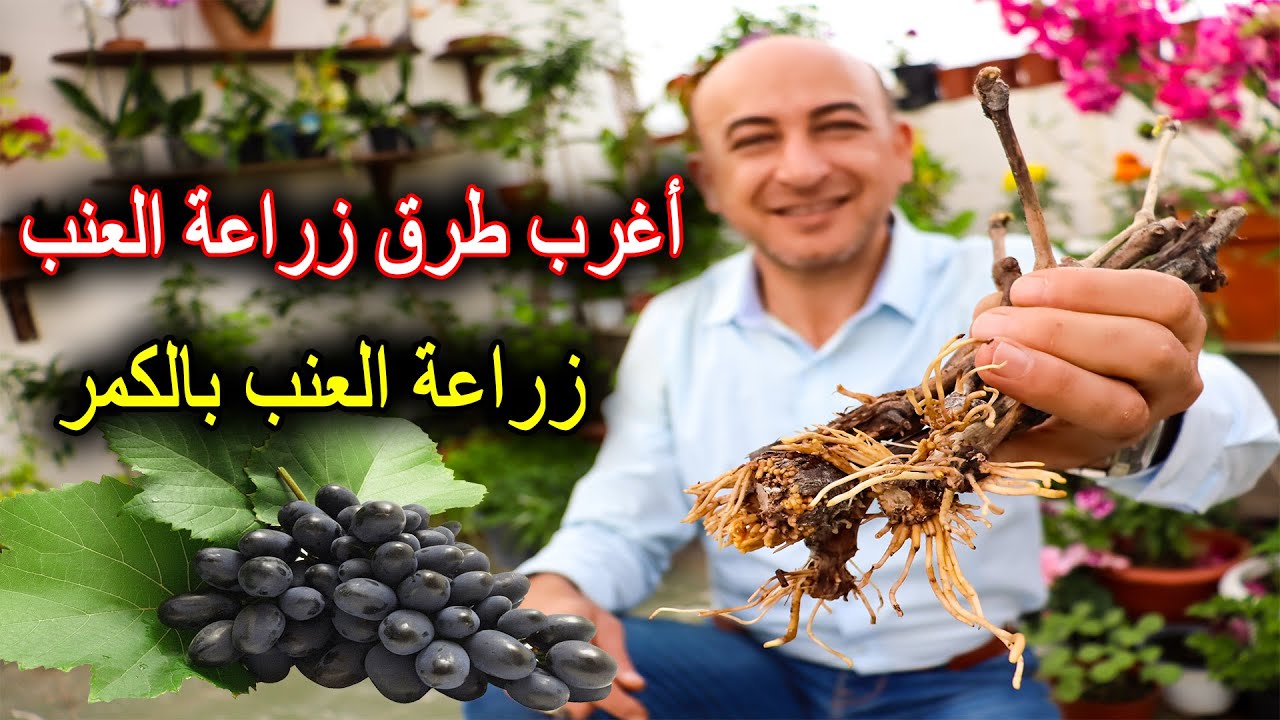 زراعة العنب بالكمر