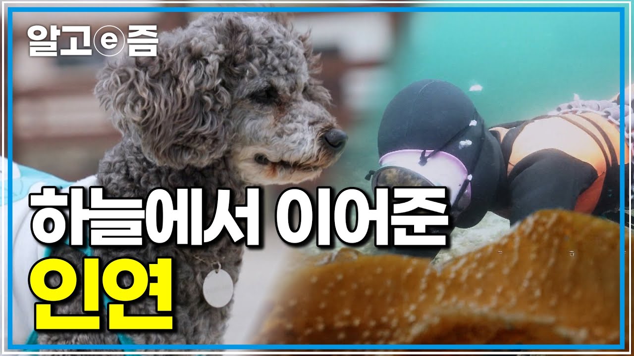 “말벗 하라며 보내준 존재”, 하늘에서 이어준 네오와 비양도 해녀 할머니의 하루｜세상에 나쁜 개는 없다｜알고e즘
