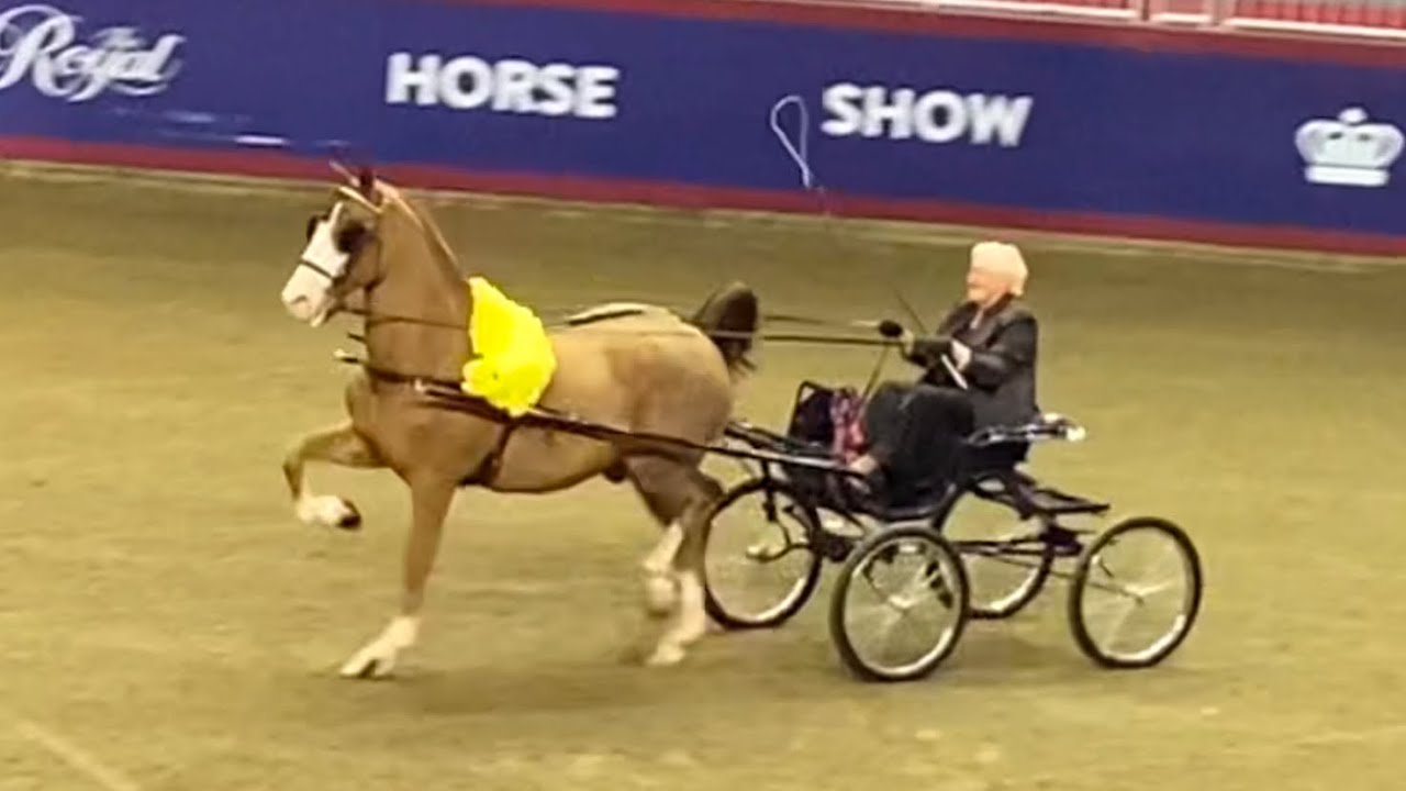 Hackney Horse Carriage Driving The Royal Agricultural Winter Fair 2024 Horse Show Amateur Division