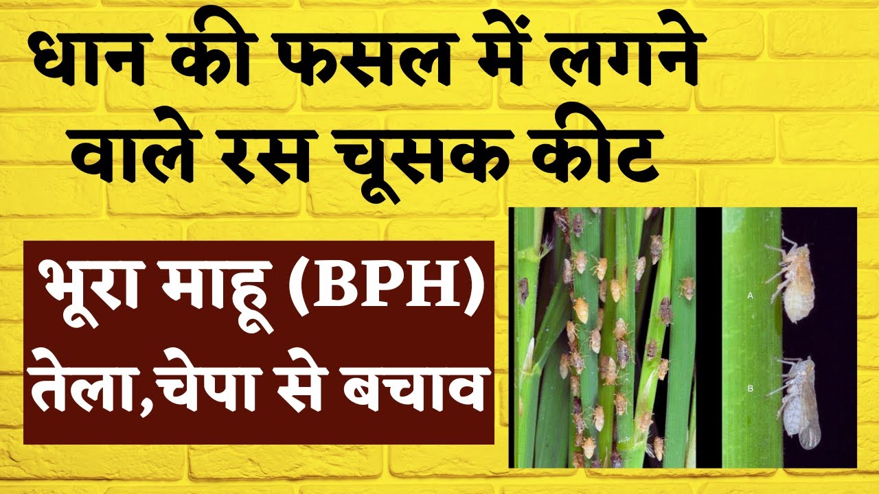 dhaan ki fasal mein Ras chusak kit | bph in rice | bhura tela , mahu | triflumezopyrim insecticide |