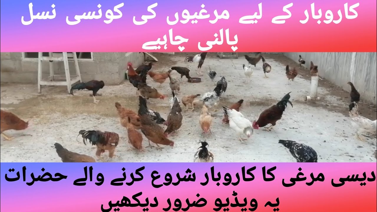 Misri Murghi Farm Karachi #business #poultry #farming