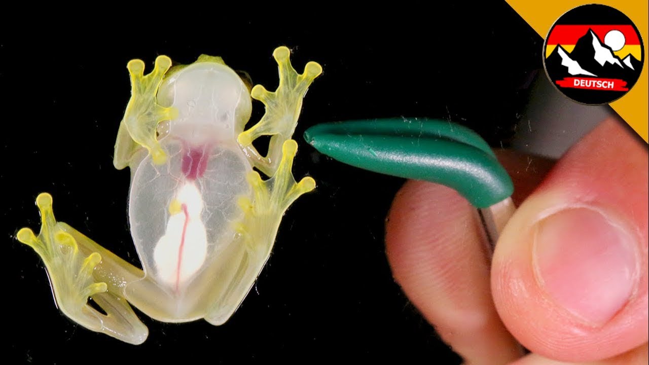 Ein unglaubliches GLASFROSCH mit einem DURCHSICHTIGEN BAUCH | Brave Wilderness Deutsch