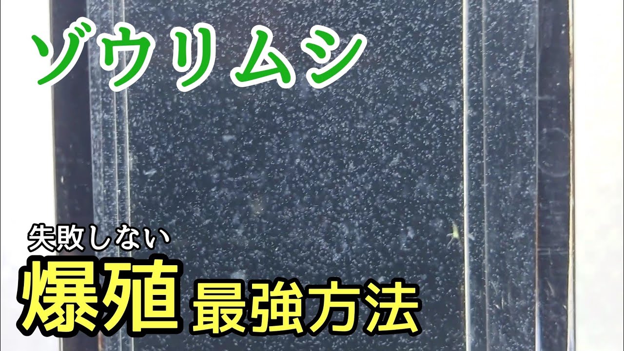誰でも出来るゾウリムシ培養方法に失敗したので失敗しない培養方法で大爆殖！【メダカ】