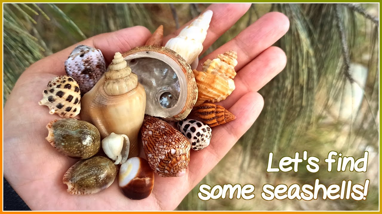 Finding Seashells at Super Low Tide | Rare Shell Finds [Virtual Shelling]