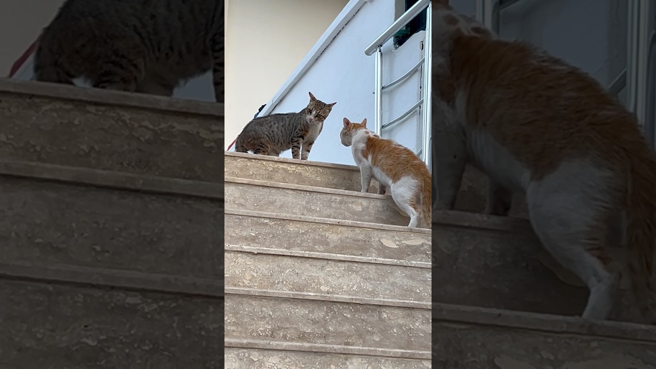 Некуда бежать 😼 