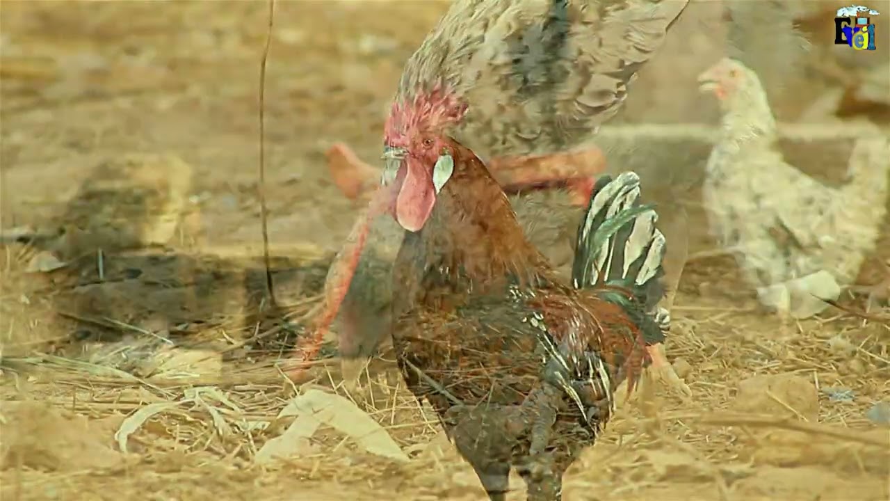 Documentaire des animaux domestiques 