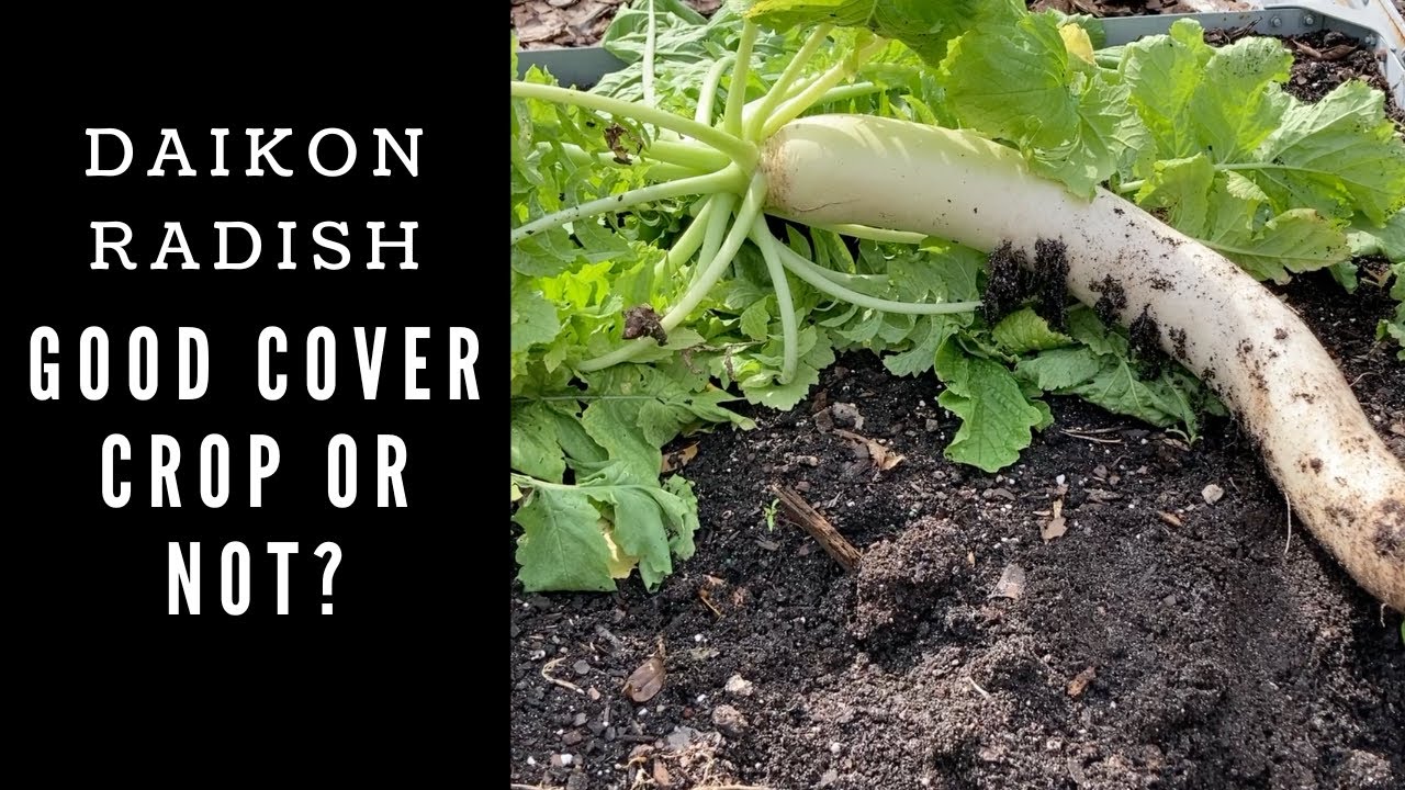 Daikon Radish:  Good Cover Crop or NOT?