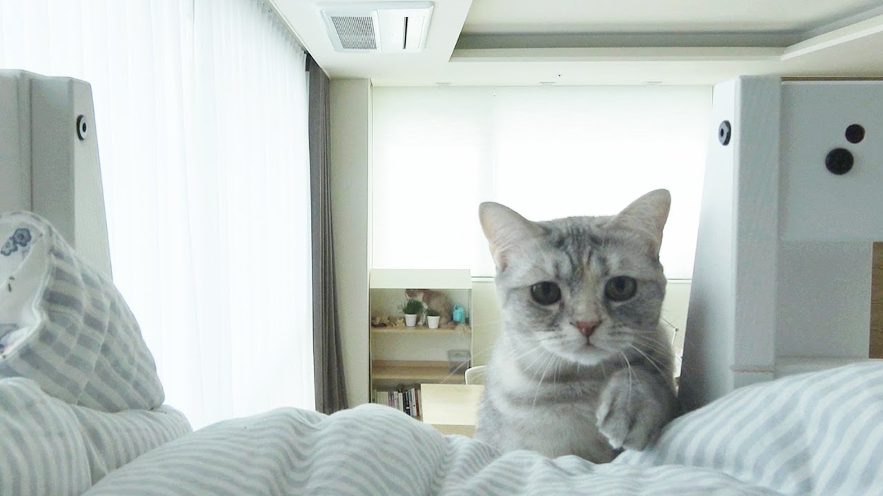 모닝콜이 울리면 밥 달라고 고양이들이 하는 일