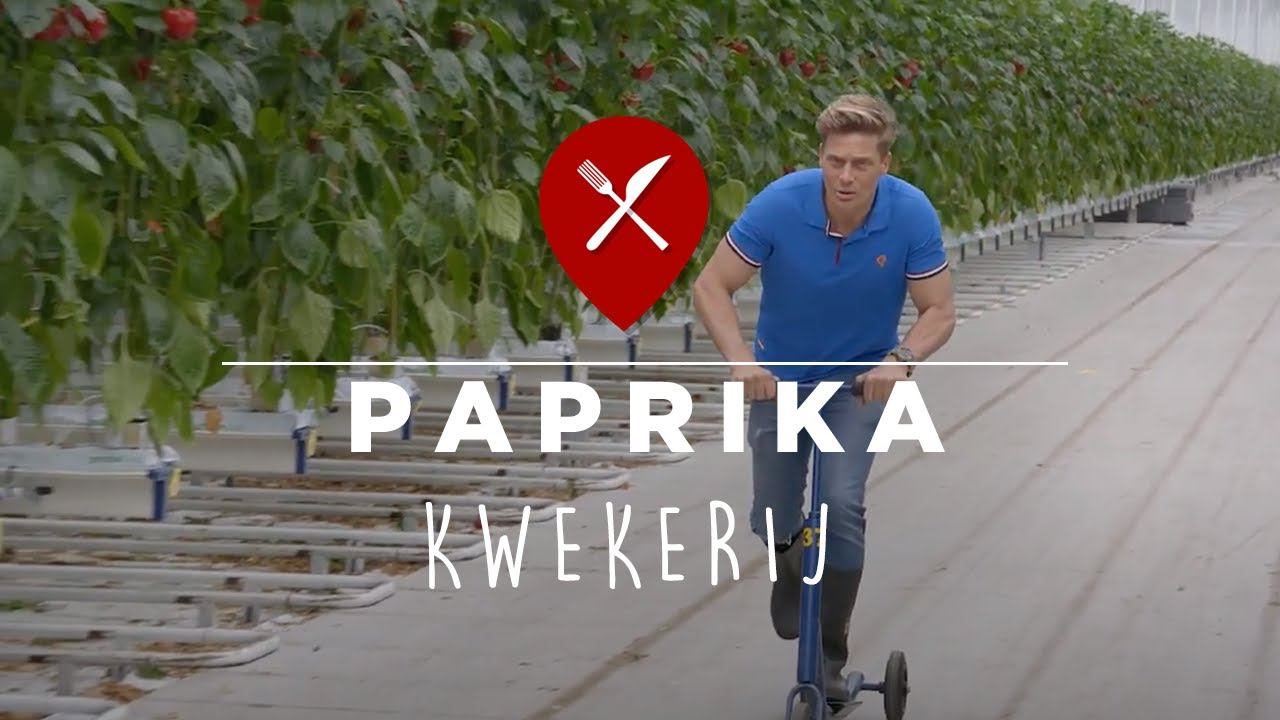 Paprika's kweken bij Gubbels