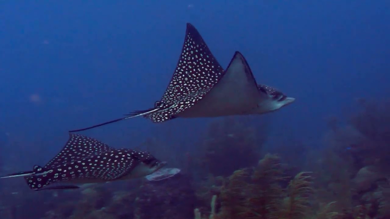 Spotted Eagle Rays [4K]