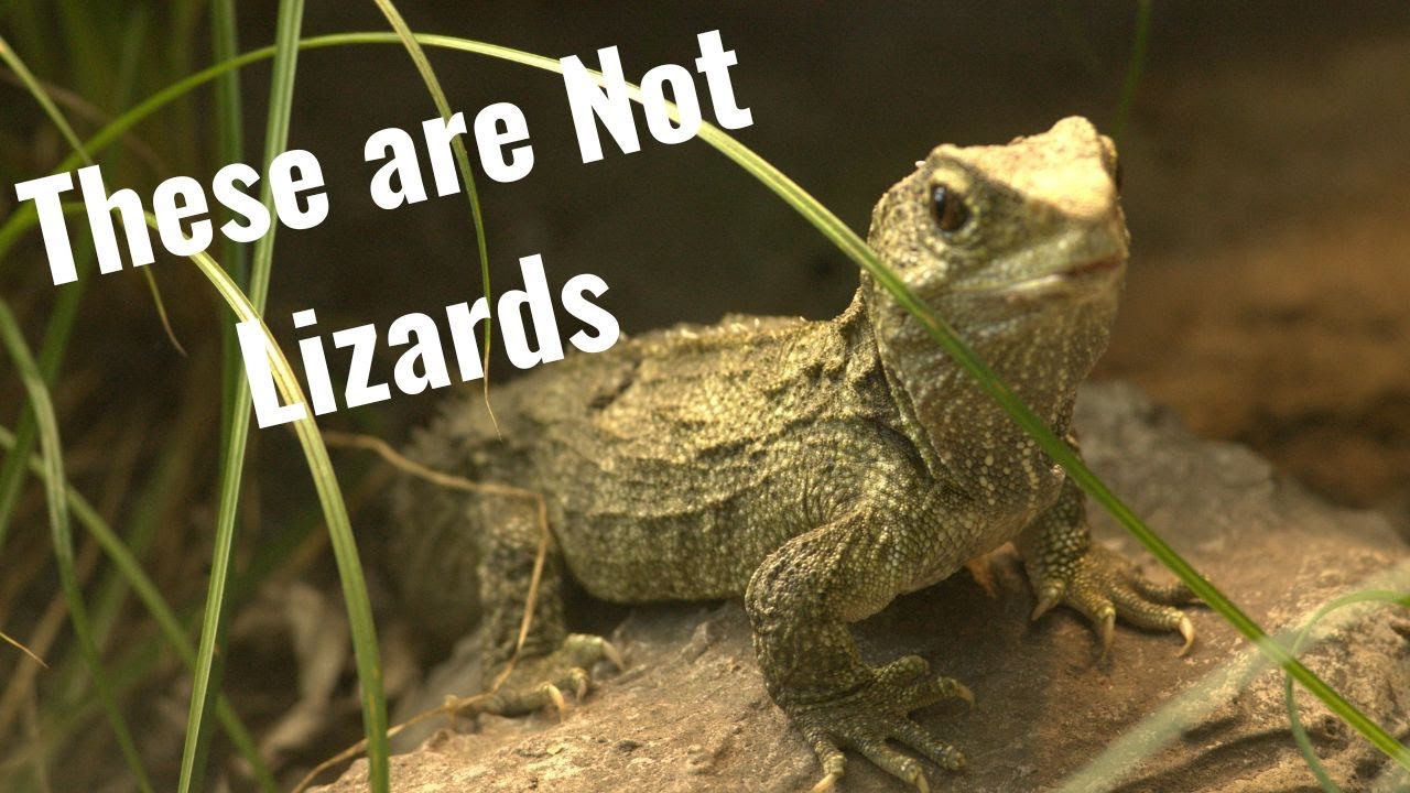 The Evolution and Biology of Tuatara and the Rhynchocephalians