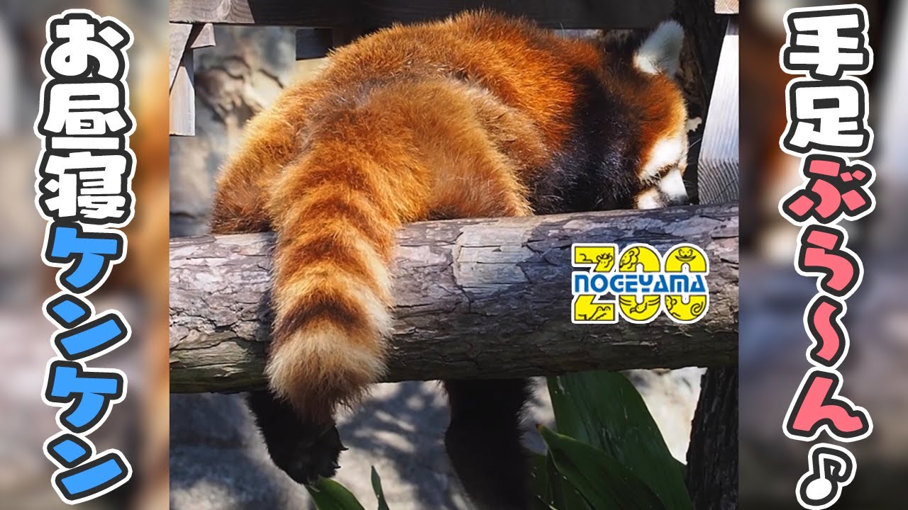 【野毛山動物園】手足ぶら〜ん♪お昼寝中🦝💤レッサーパンダのケンケン[Nogeyama Zoo] Red panda, Kenken.