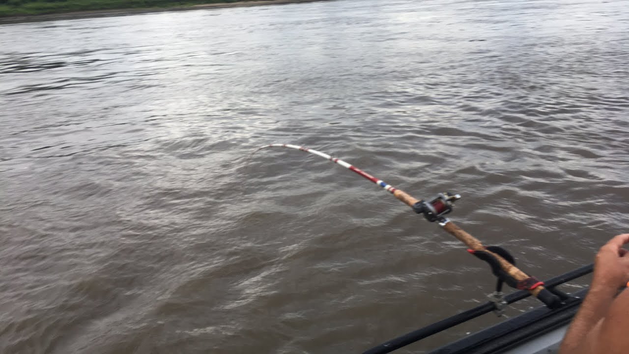 St. Louis blue cats with ShowMe Catfishing