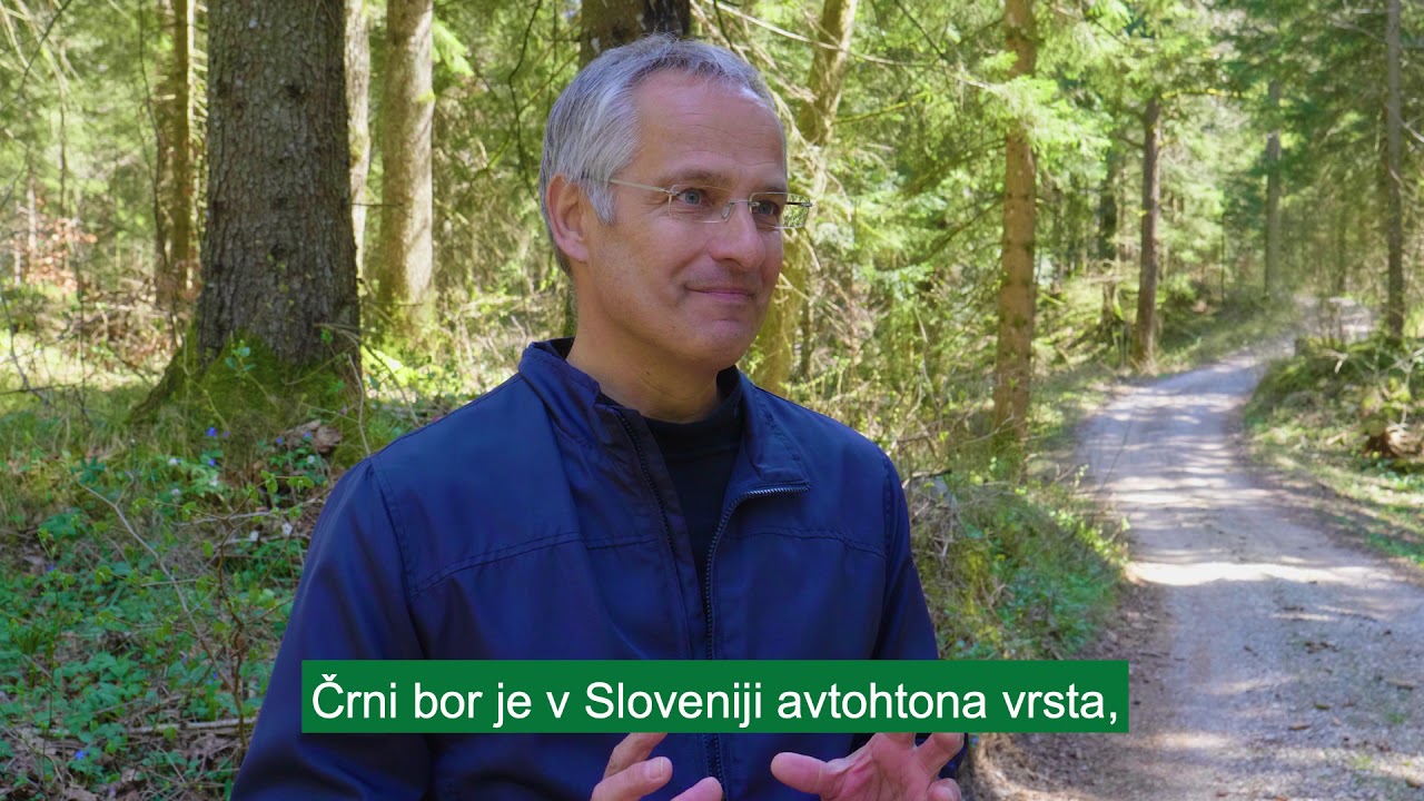 Zgodbe iz naših gozdov: drevesne vrste