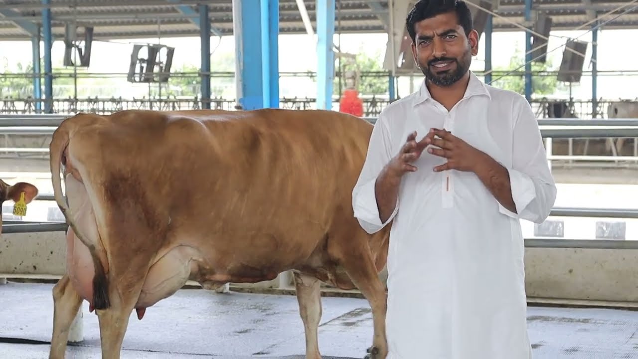 Discusses superior genetics and traits of Jersey, Analyzes revenue optimization and cost efficiency