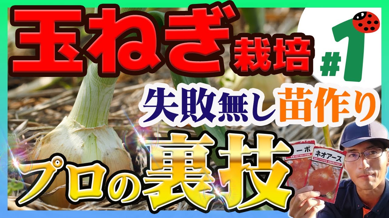 【断固とう立ち！】玉ねぎの種まき～苗の育て方と最適な植える苗！強い苗を作る方法をプロが初心者にも分かるように完全解説!！
