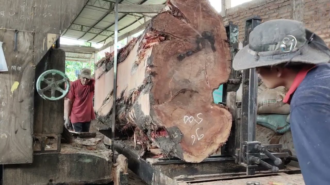 Proses pengolahan kayu merah besar di penggergajian mesin bandsaw