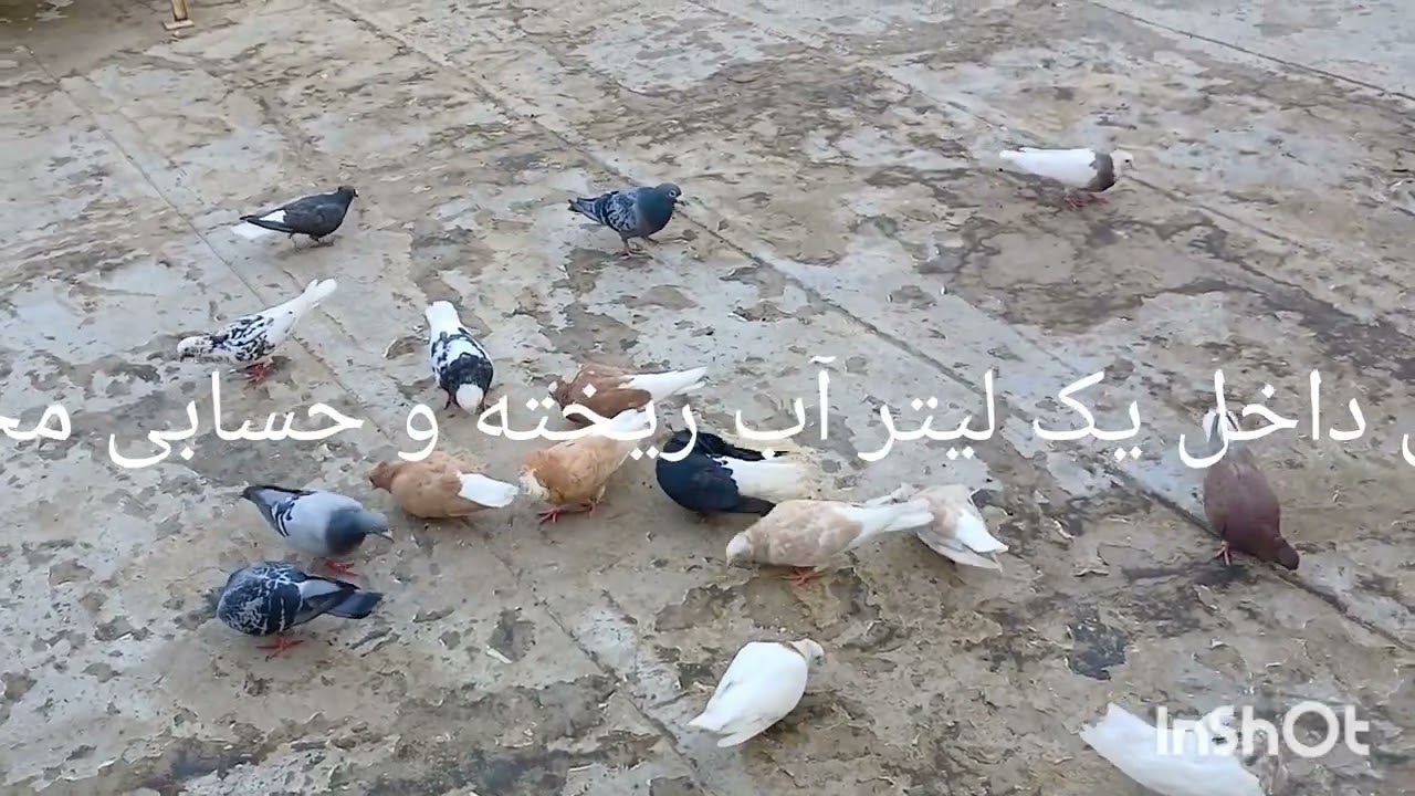 کبوتر..و درمان بالا آوردن آن به روش خیلی خوب و هزینه خیلی کم