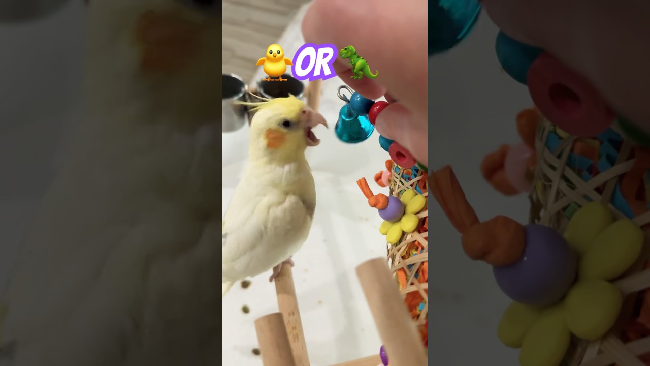 😱COCKATIEL ATTACK! #animals #cute #viralvideo